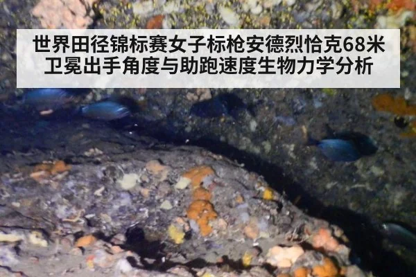 世界田径锦标赛女子标枪安德烈恰克68米卫冕出手角度与助跑速度生物力学分析